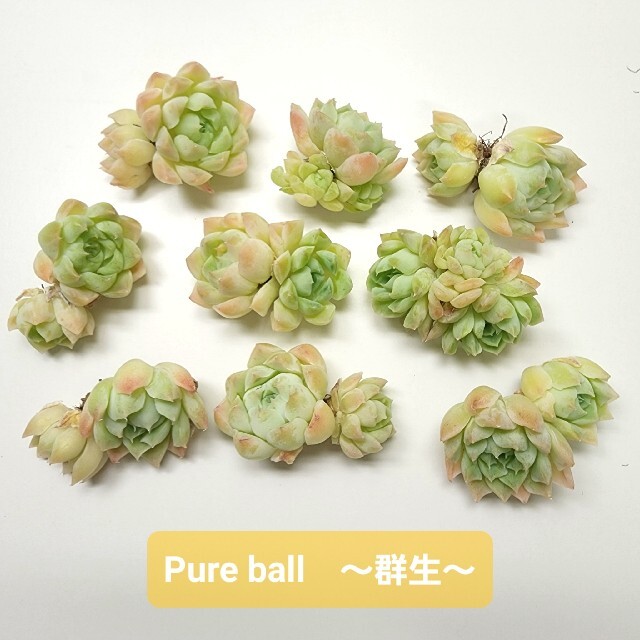 《韓国苗》'pure ball'　～群生～　 エケベリア　多肉植物 ハンドメイドのフラワー/ガーデン(その他)の商品写真