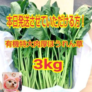 ★鳥取県産特大肉厚有機ほうれん草3㎏(野菜)