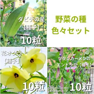 野菜の種　色々セット(その他)