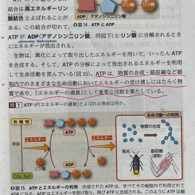 改訂版　生物基礎　高等学校理科用　生基316 数研出版　高校生物 エンタメ/ホビーの本(語学/参考書)の商品写真