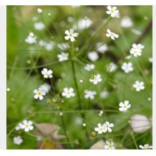 珍しいお花の種　アンドロサセ　スターダスト  100粒(その他)