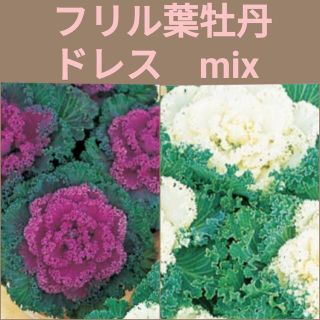 育て方付き❀フリル葉牡丹*ドレスmix*花の種(その他)