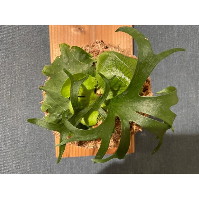 ビカクシダ コロナリウムドワーフp.coronarium dwarf 安価 noxcapital.de