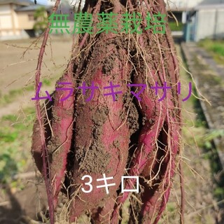お菓子屋さんが自家栽培した紫芋　ムラサキマサリ　3kg(野菜)