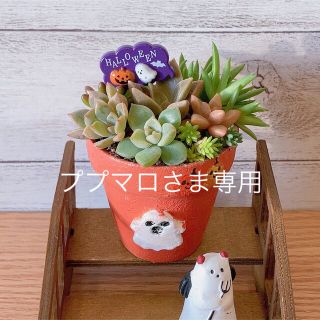 専用　ハロウィン寄せ植え　2点(その他)