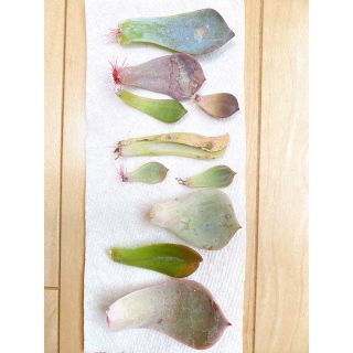 多肉植物 葉挿しセット‼️(発根発芽確認済)(その他)