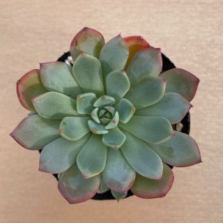 七福美尼　多肉植物　韓国苗　エケベリア(その他)