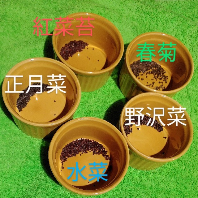 野菜の種５種 食品/飲料/酒の食品(野菜)の商品写真