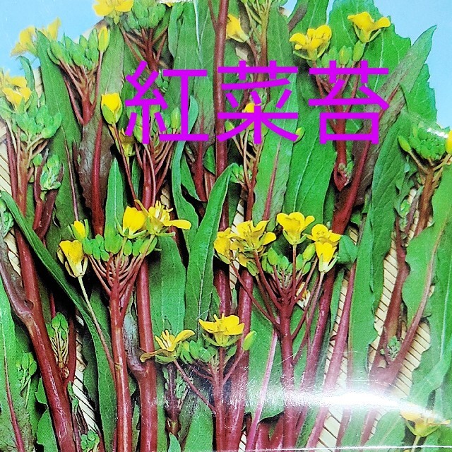 野菜の種５種 食品/飲料/酒の食品(野菜)の商品写真