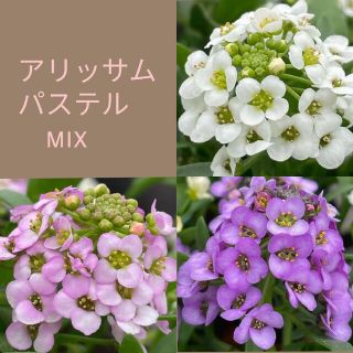 育て方付き❀寄せ植えにも万能な小花*アリッサムパステル*花の種(その他)