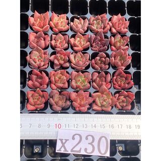 多肉植物 エケベリア  ハニーピンク   サボテン 25株　  X230(その他)
