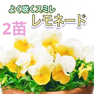 2苗セット　パンジー よく咲くスミレ レモネード　(その他)