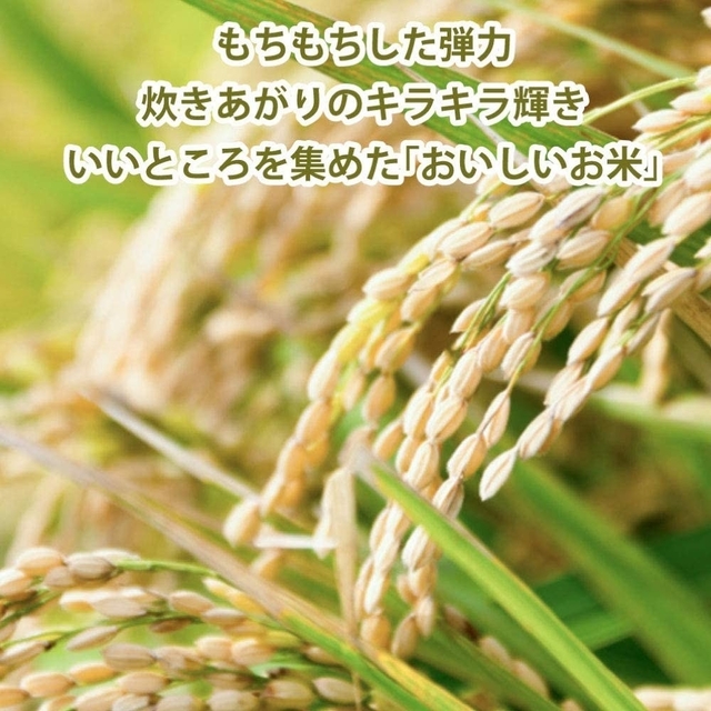 令和4年産20kg『新米*とちぎの星』*無洗米*大嘗祭献上米20kg産地