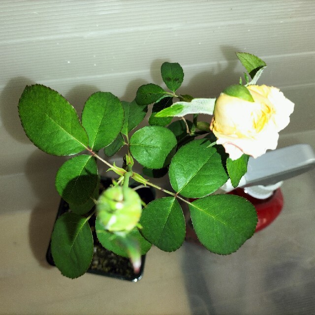 ウランガラス ペーパーウェイト 薔薇の花