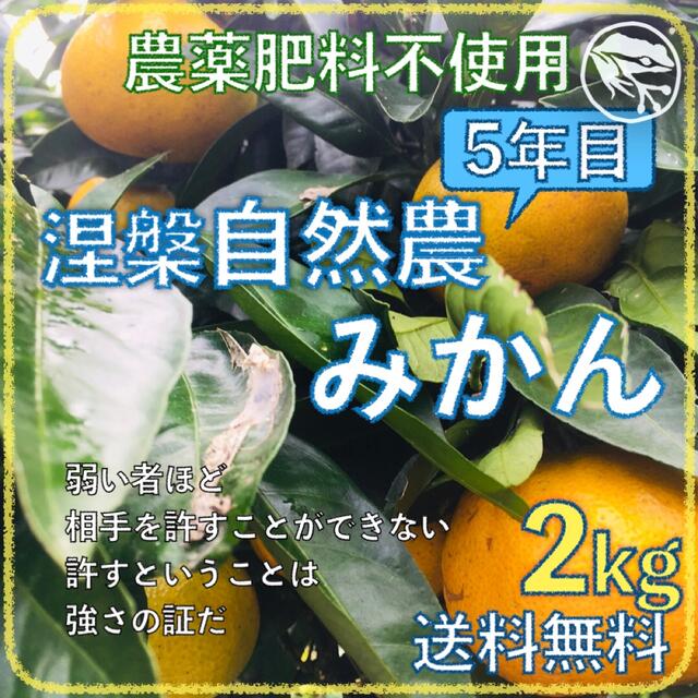 涅槃自然農みかん10kg 2年目 農薬肥料不使用 自然農法 海乃蛙自然農園