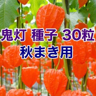 鬼灯　ホオズキ　無農薬　種子　30粒　おまけ付き　(その他)