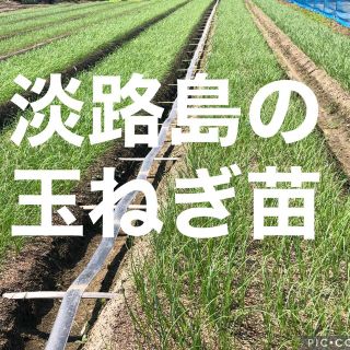 淡路島の玉ねぎ苗　100本(野菜)