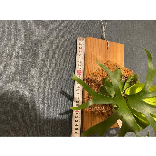 ビカクシダ コロナリウムドワーフp.coronarium dwarf 2 枚数限定