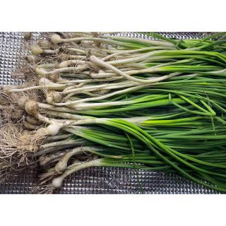 ノビル300g以上　 50本〜以上(野菜)