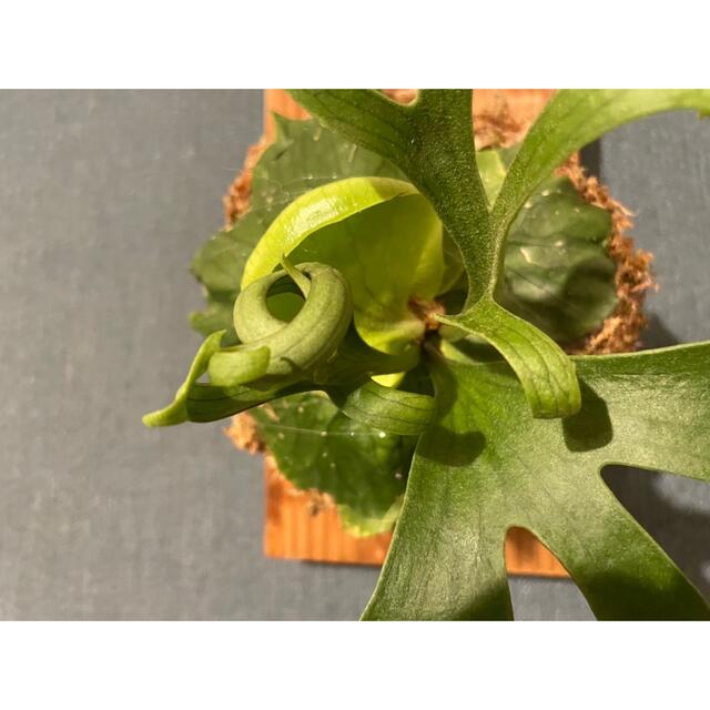 ビカクシダ コロナリウムドワーフp.coronarium dwarf 4 | www.jarussi