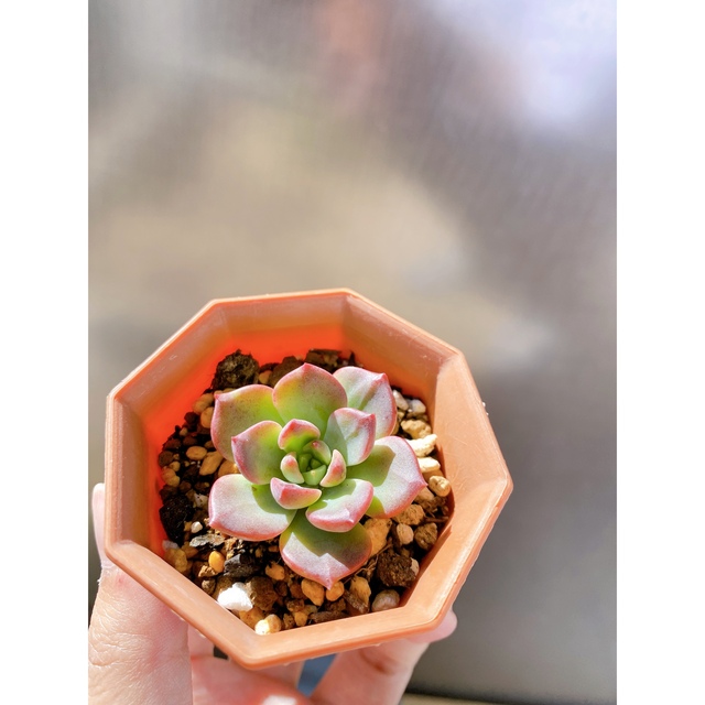 多肉植物 寄せ植え 韓国苗入り❣️おまとめ ハンドメイドのフラワー/ガーデン(その他)の商品写真