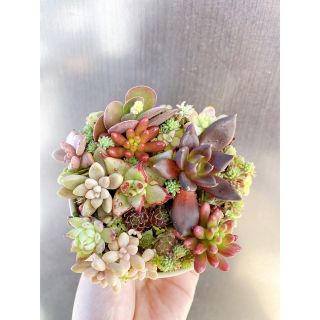 多肉植物 寄せ植え 韓国苗入り❣️おまとめ(その他)