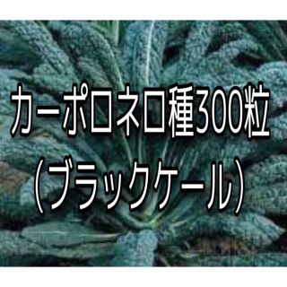 ブラックケールの種300粒(その他)