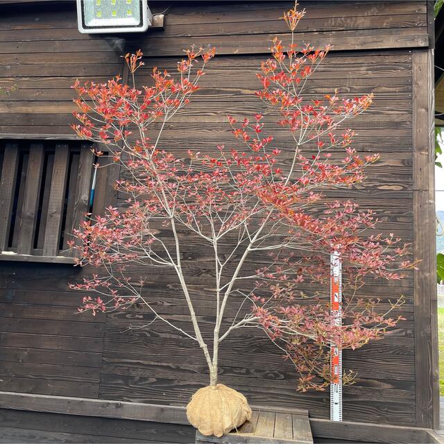 山採り・極上天然株】ドウダンツツジ・自然樹形/大株【現品】管理22796 ...