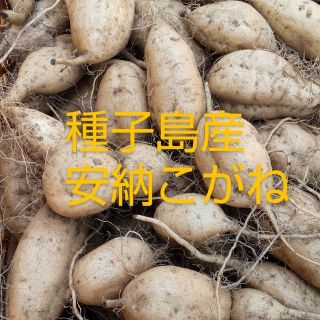 種子島産　安納こがね　　　　　　　　Sサイズ10キロ(野菜)