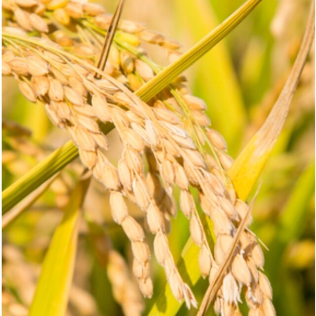 ヒノヒカリ（玄米30kg）　米/穀物