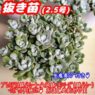 【抜き苗】白雪ミセバヤ 多肉植物 セダム 紅葉 プレステラ プラ鉢(その他)