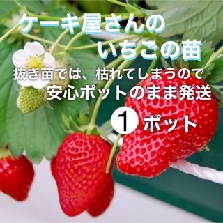 いちご苗 1ポット 無農薬(その他)