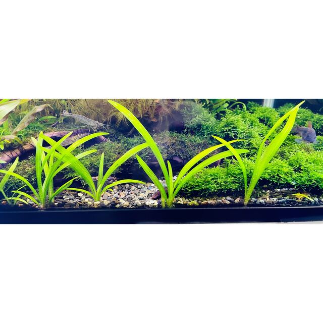 ★水草★ ピグミーチェーンサジタリア 8株 その他のペット用品(アクアリウム)の商品写真