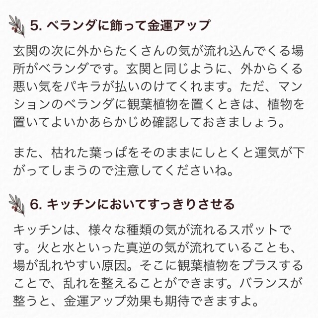 観葉植物 人気で育てやすい  【パキラB】抜き苗  2点目から50円引き ハンドメイドのフラワー/ガーデン(その他)の商品写真