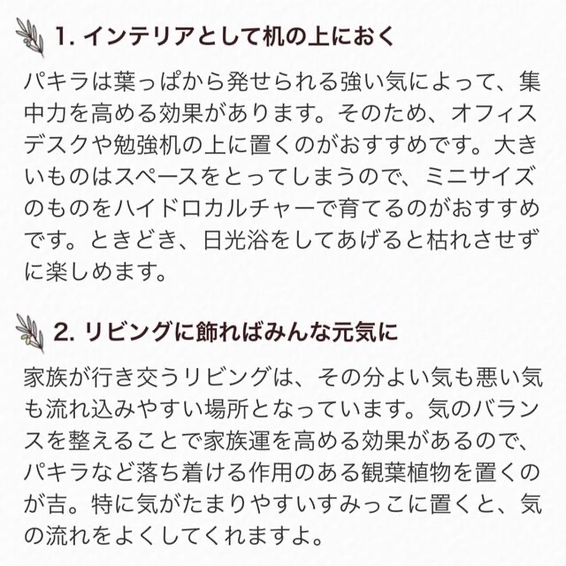 観葉植物 人気で育てやすい  【パキラB】抜き苗  2点目から50円引き ハンドメイドのフラワー/ガーデン(その他)の商品写真