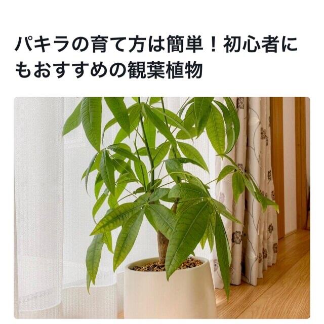 観葉植物 人気で育てやすい  【パキラB】抜き苗  2点目から50円引き ハンドメイドのフラワー/ガーデン(その他)の商品写真