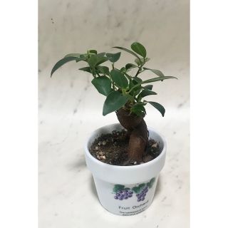 色黒ちゃんのガジュマル　カジュマル　観葉植物(その他)