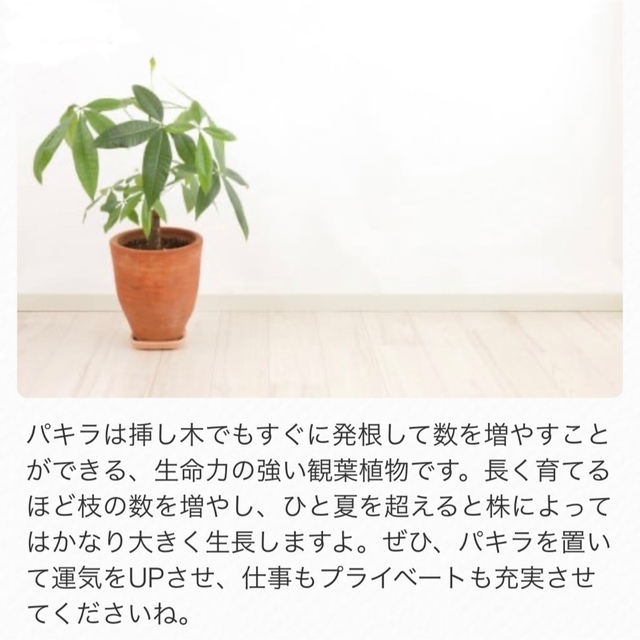 観葉植物 人気で育てやすい  【パキラC】抜き苗  2点目から50円引き ハンドメイドのフラワー/ガーデン(その他)の商品写真