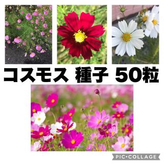 コスモス★秋桜★濃ピンク★ピンク★白★種★50粒(その他)