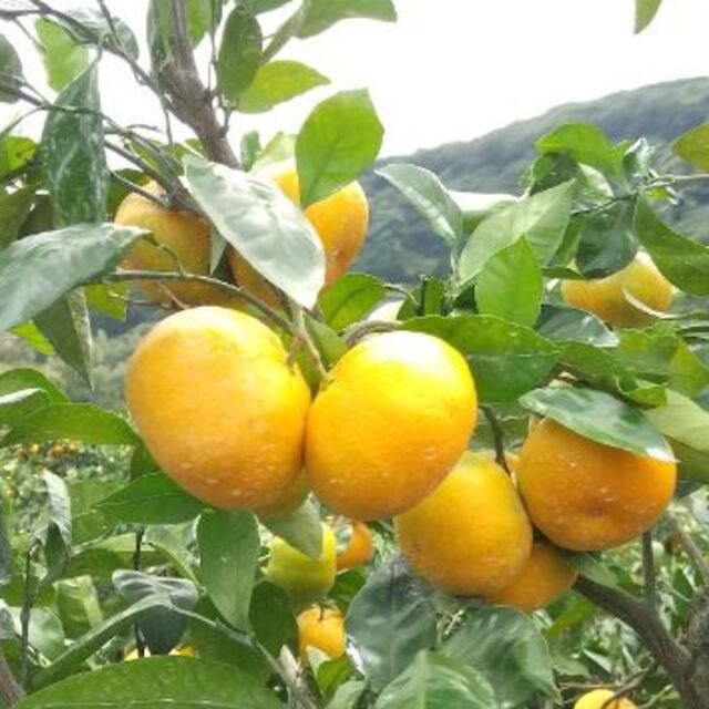 【農家直送】熊本みかん　肥のあけぼの　10kg　2L　大きなみかん　送料込　 食品/飲料/酒の食品(フルーツ)の商品写真