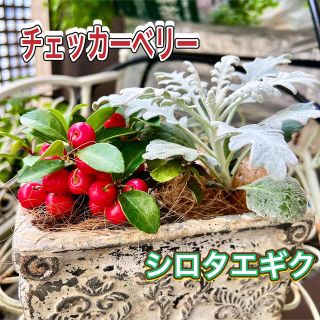 チェッカーベリー　シロタエギク　2苗Set 寄植えセット　クリスマス　年始(その他)