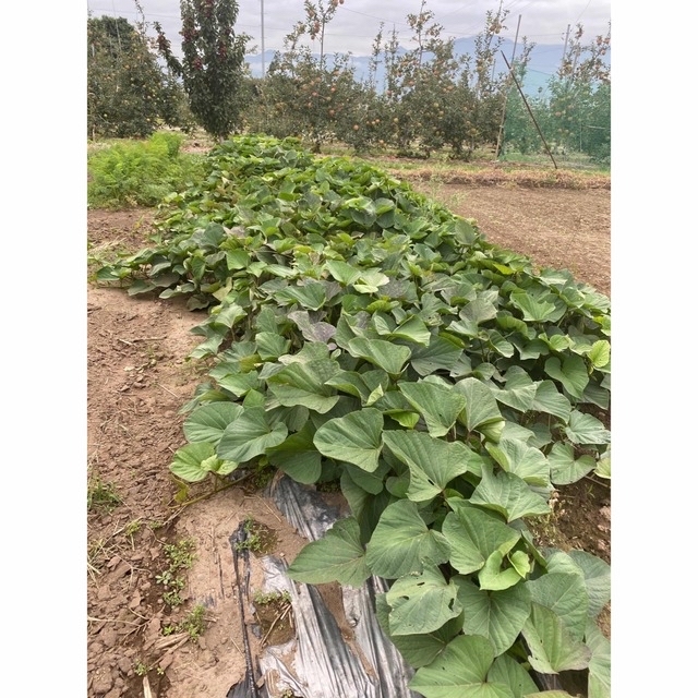 さつまいも長野県産紅あずま4キロ　 食品/飲料/酒の食品(野菜)の商品写真