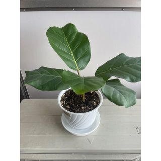 観葉植物　超希少輸入禁止　アフリカンプリンス　フィカス　検ウンベラータ(その他)