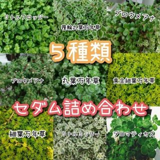 多肉植物５種類セット(その他)