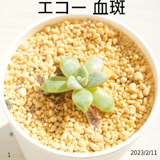 エコー Echo 血斑 ① カット苗 発根炭み！ 韓国苗 多肉植物 | www