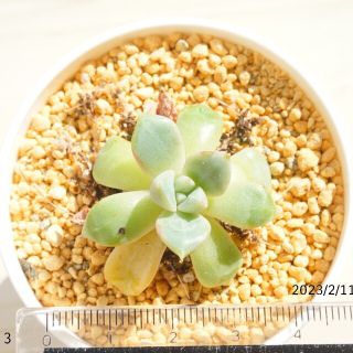 エコー Echo 血斑 ③ カット苗 発根済み！ 多肉植物 韓国苗