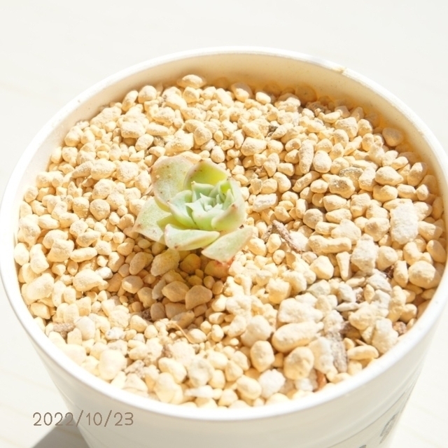 高額品種 紫海 極小 カット苗 多肉植物 韓国 中国 苗