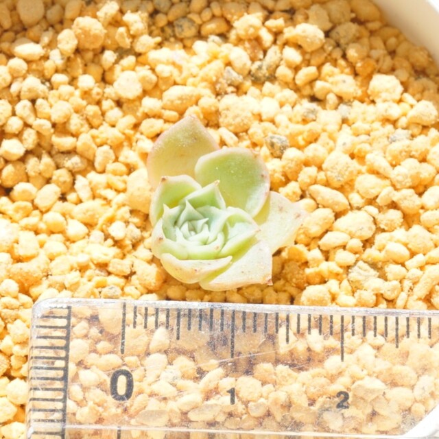 高額品種 紫海 極小 カット苗 多肉植物 韓国 中国 苗