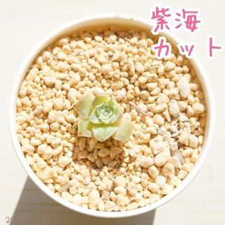 高額品種 紫海 極小 カット苗 多肉植物 韓国 中国 苗