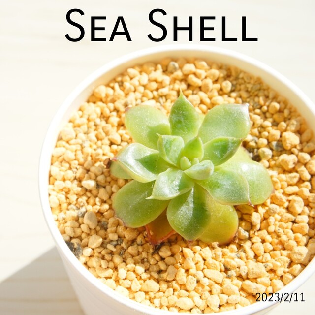 ！シーシェル Sea shell 韓国苗 多肉植物